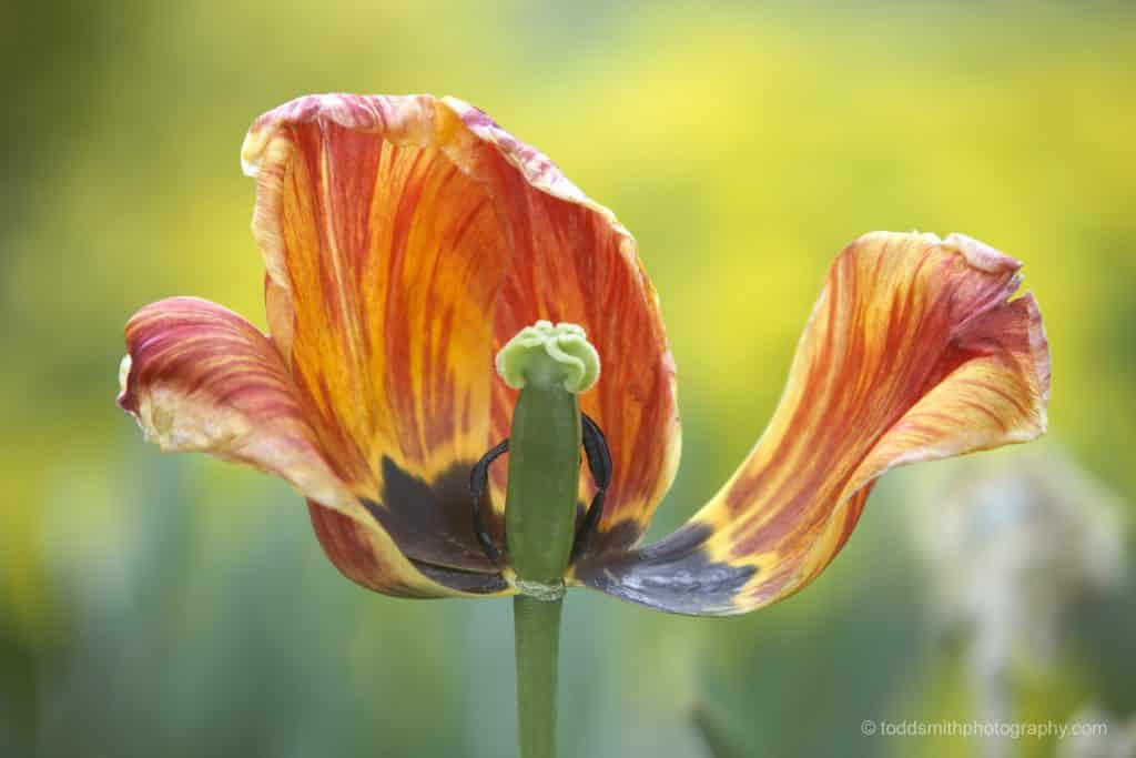Fading Tulips