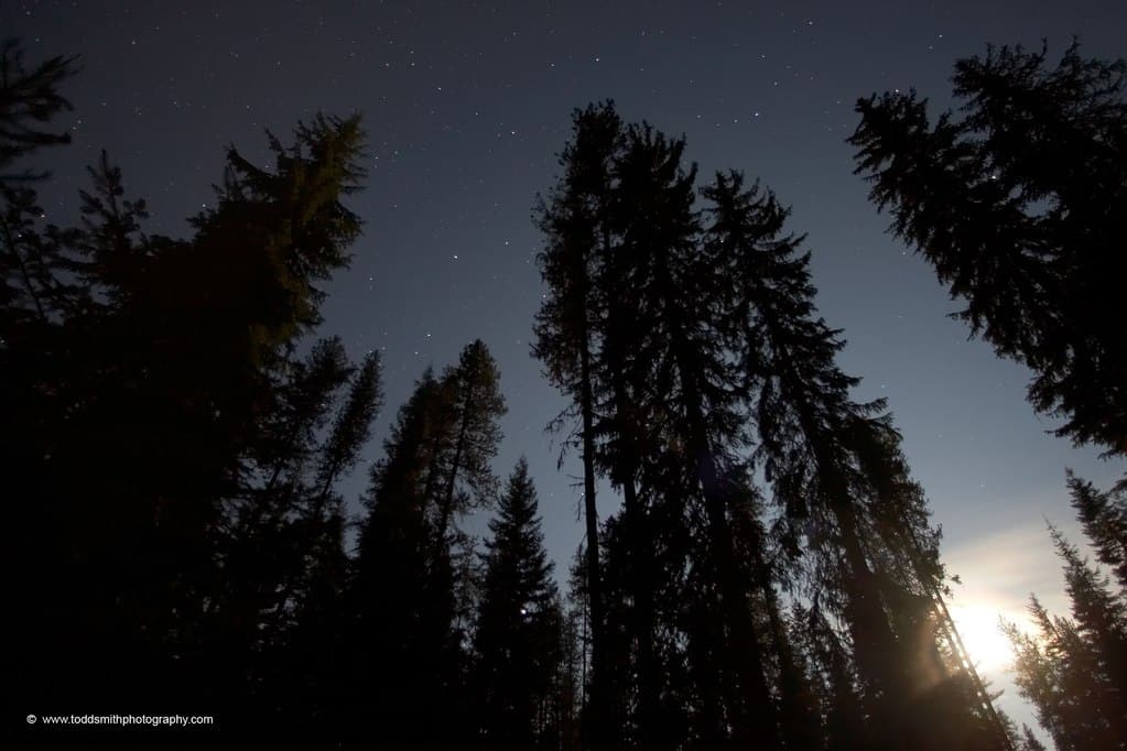 stars and moon in the trees