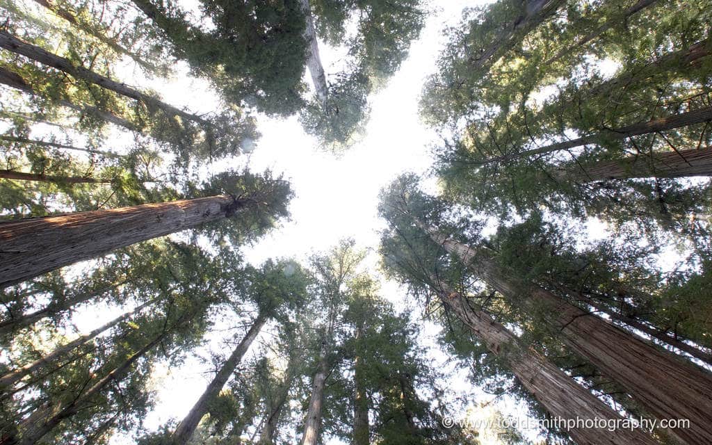 looking up at redwood trees