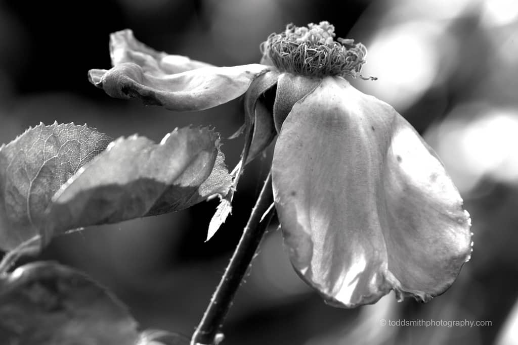 Rose withering on the vine in black and white. This is similar to what grief and guilt do to us.