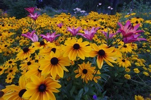 lilies and brown-eyed Susans