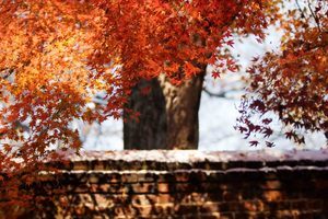 Autumn tree
