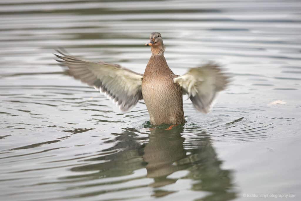 duck flapping its wings