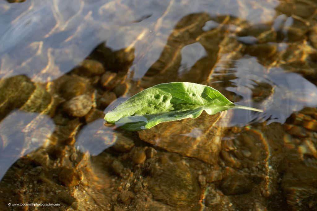 Leaf on Water