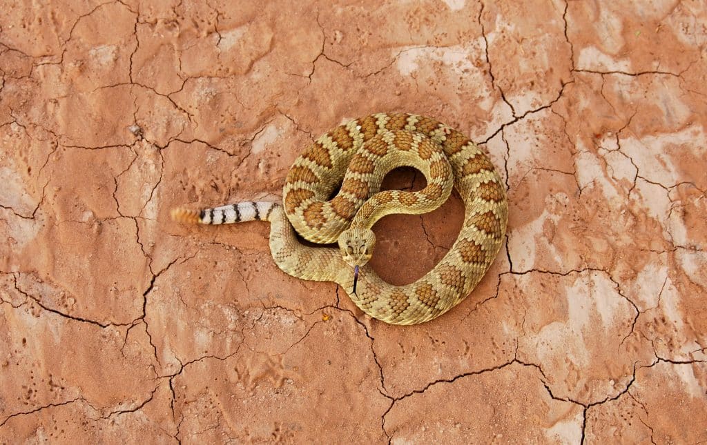 Mohave rattlesnake over dried red soil