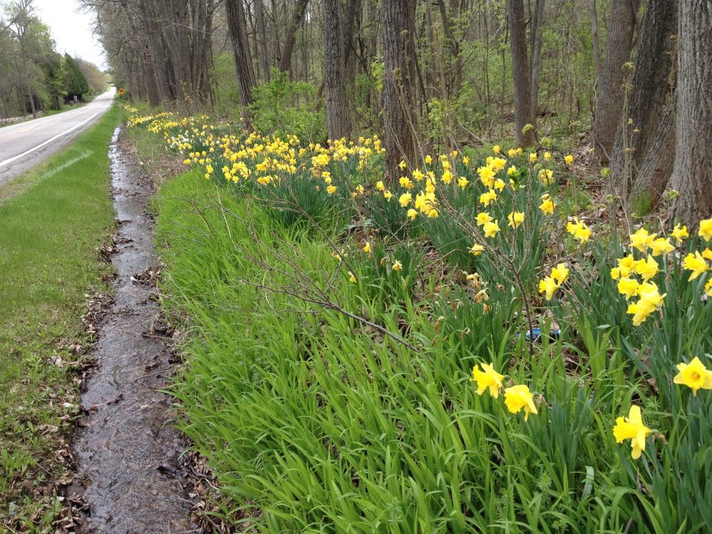 daffodils along the road