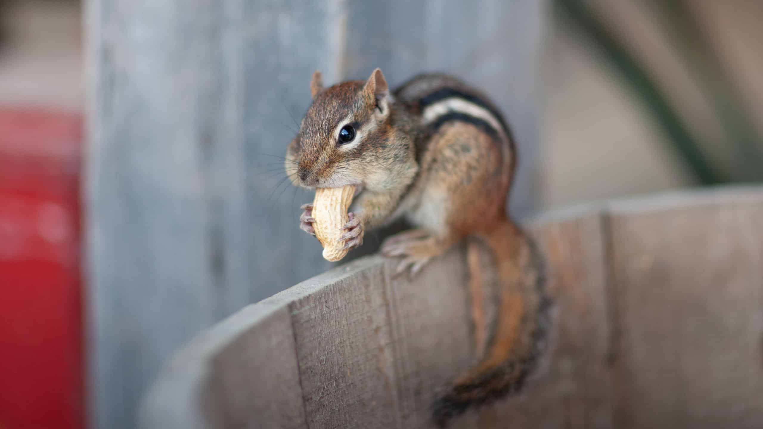 Ground squirrel with peanut