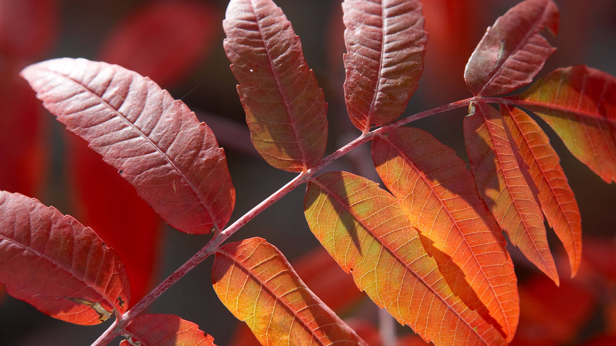 sumac leaves in autumn