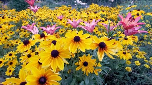 lilies and brown-eyed Susans